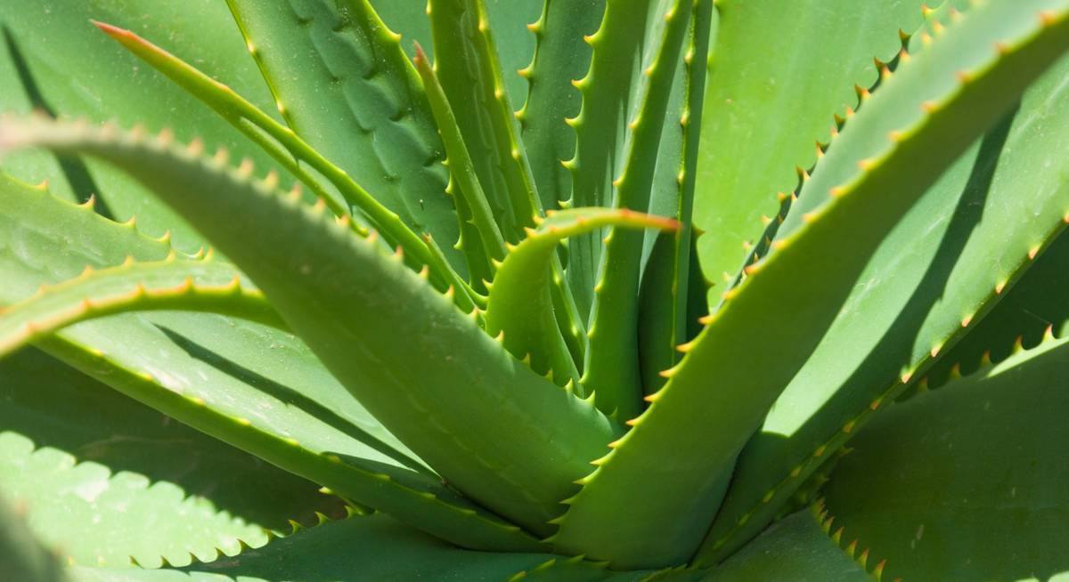 Aloes na brodawczaki!